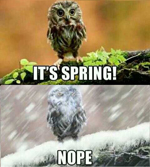 springtime-owl-meme