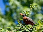 Robin-eating-serviceberry-Deb-Nystrom