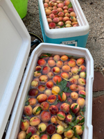 soaking-peaches