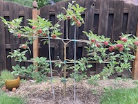 espalier apple tree